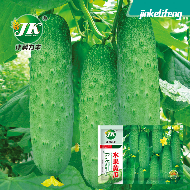 Fruit, cucumber seeds, sweet and crispy, dry cucumber seeds