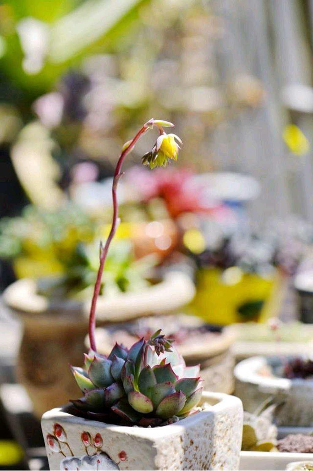 多肉花劍授粉採粉後 你怎麼保存種子 淘寶海外 多肉花劍授粉採粉後 你怎麼保存種子 淘寶海外