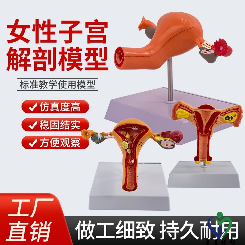 女性生殖子宫模型 卵巢病理变化 骨盆盆腔矢状会阴盆底肌教学模具