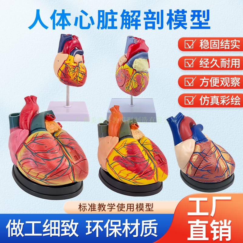 人体标准心脏解剖模型 B超彩超可拆卸自然大心脏医学教学教具模型