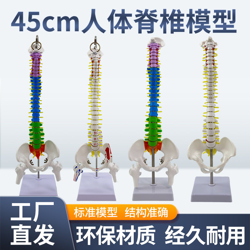 45CM人体脊柱模型仿真成人医学正骨练习颈椎腰椎脊椎人体骨骼骨架