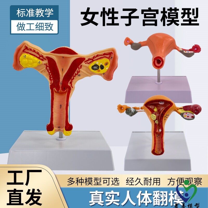 人体子宫模型女性生殖模型阴道卵巢模型教学模具病理变化科学教具
