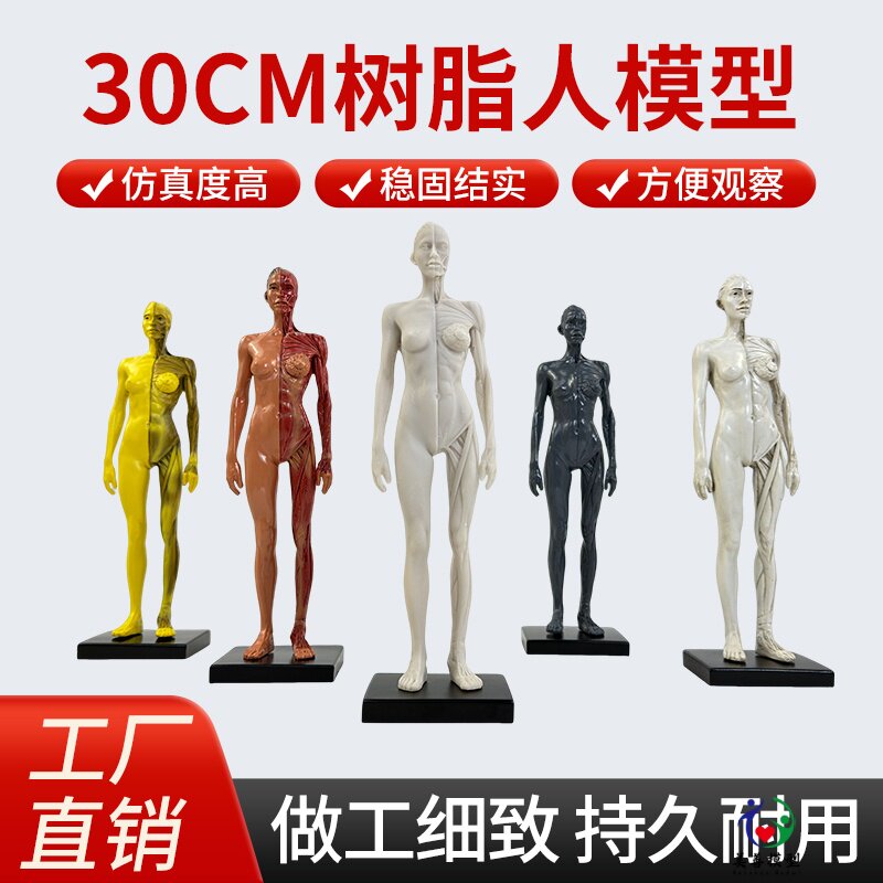 30cm艺用人体模型 肌肉解剖结构 骨骼解剖 CG解剖模型男女