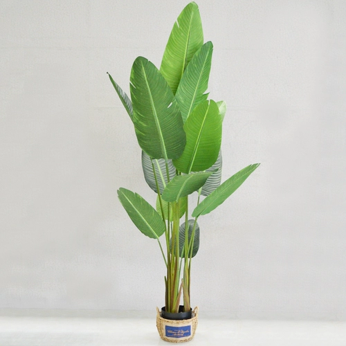 Nordic Simulation Plant Presser, банановая черепаха листьев листьев листьев листьев листьев листьев листьев листьев большой посадка зеленый бонсай.