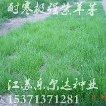 Cold-resistant lawn seed Plateau planting purple amniotic slope protection against drought and trampling of purple sheep thatgrass seed