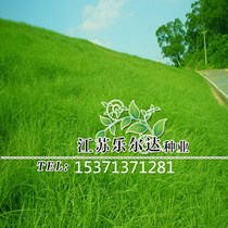 Basigrass seed highway slope protection dam lawn seed slope protection green ryegrass soil and water conservation rate