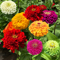 Zinnia Dwarf Flower Seeds Four Seasons Easy Flower Sea Garden Balcony Flower Seeds Zinnia Bubu High Flower Seeds