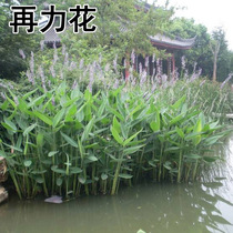 Aquatic seed Reforce Flower Multi-year raw plant Yellow Calamus Reigree Flowers easy to grow Blossom Seed Outdoor easy to grow