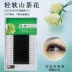 Ghép lông mi Camellia mane Lông mi Nhiều lớp trồng lông mi giả lông chồn dày