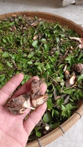 Guangxi High Mountain Pine Pine pine Parasitic Tea Fresh Pine parasitic nourishing tea 2 catties