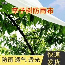 Fruit tree rainproof and coldproof cloth plums anti-cracking fruit durable cherry cherry rainproof sun protection plum cloth agricultural use