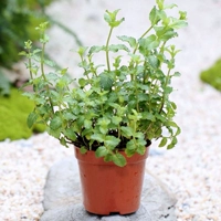 90#Mint-Original Pot