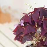 Пурпурное пургическое пульсирование травы в горшках с тремя -лифу счастливчика Fun Fun Beautiful Audit Вставить балкон -корт зеленый растение цветок легко жить
