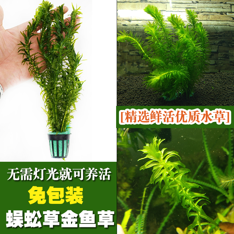 Fish tank well raised water grass Grass Centipede Grass Golden Fish Grass Aquarium for View Decoration Lazy new hand real water Grass full of water