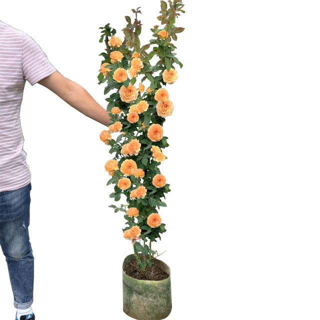Climbing garden roses, four-season flowering plants