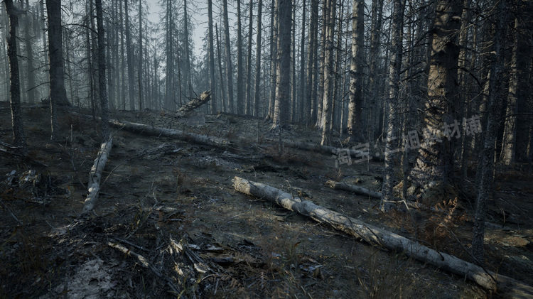 图片[4]-MW Burned Dead Trees Forest Biome燃烧森林死树枯木UE5虚幻5.1-cg男孩