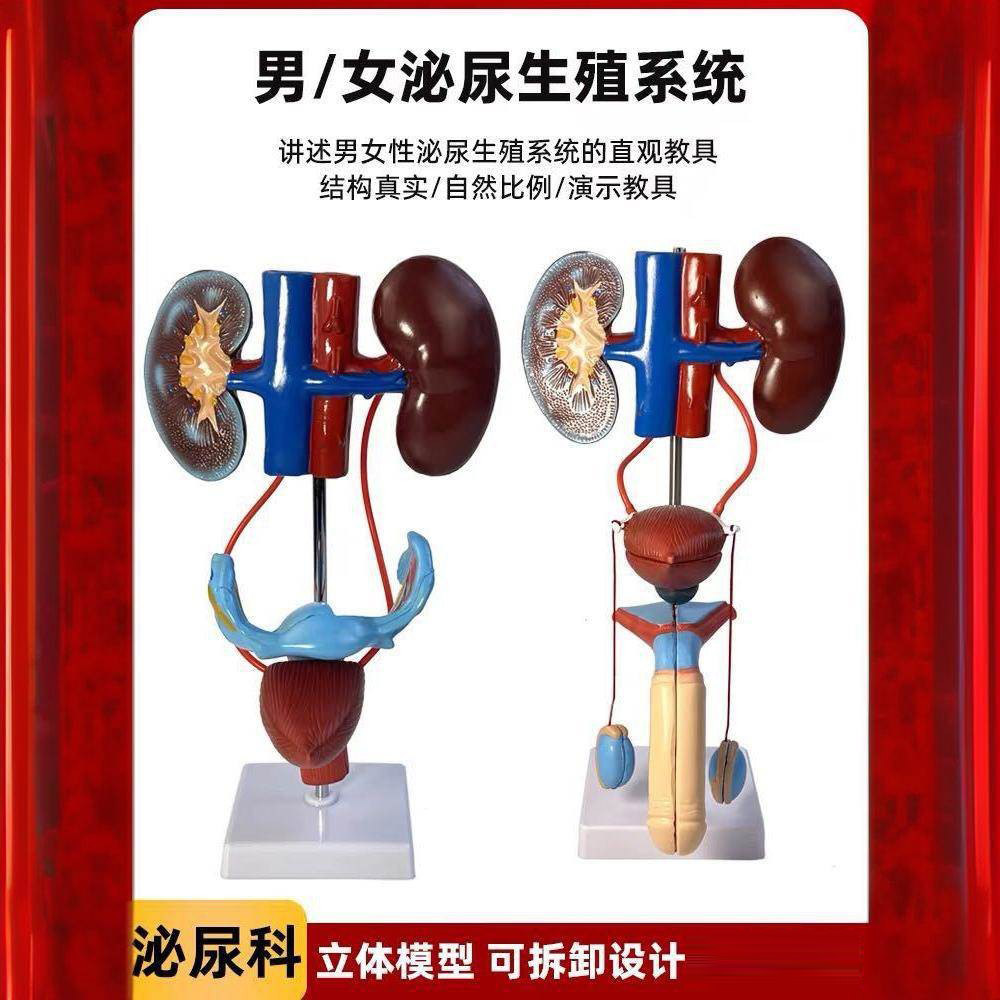 男性泌尿生殖系统解剖模型泌尿系统模型人体泌尿系统解剖模型