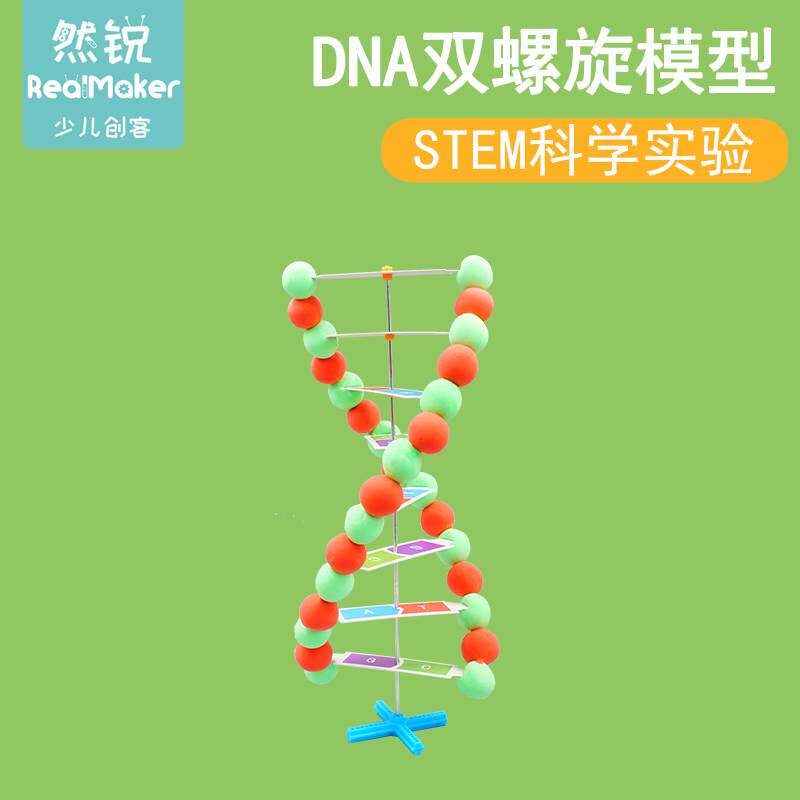 科学实验探索生命科学科技小制作 DIY幼儿园DNA人体科普模型教具