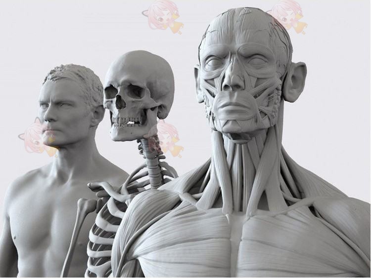 zbrush男女角色基础人物zb模型3d解剖骨骼肌肉C4D人体obj模型建模-cg男孩