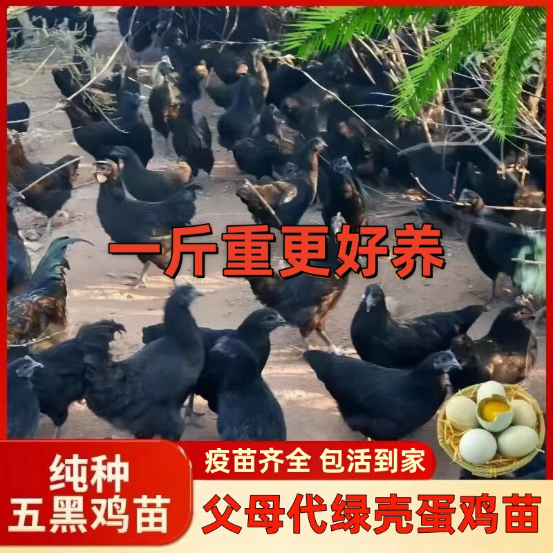 五黑一绿乌骨鸡活苗:神农架绿色健康的养殖新宠!-动物种苗-淘宝好物网