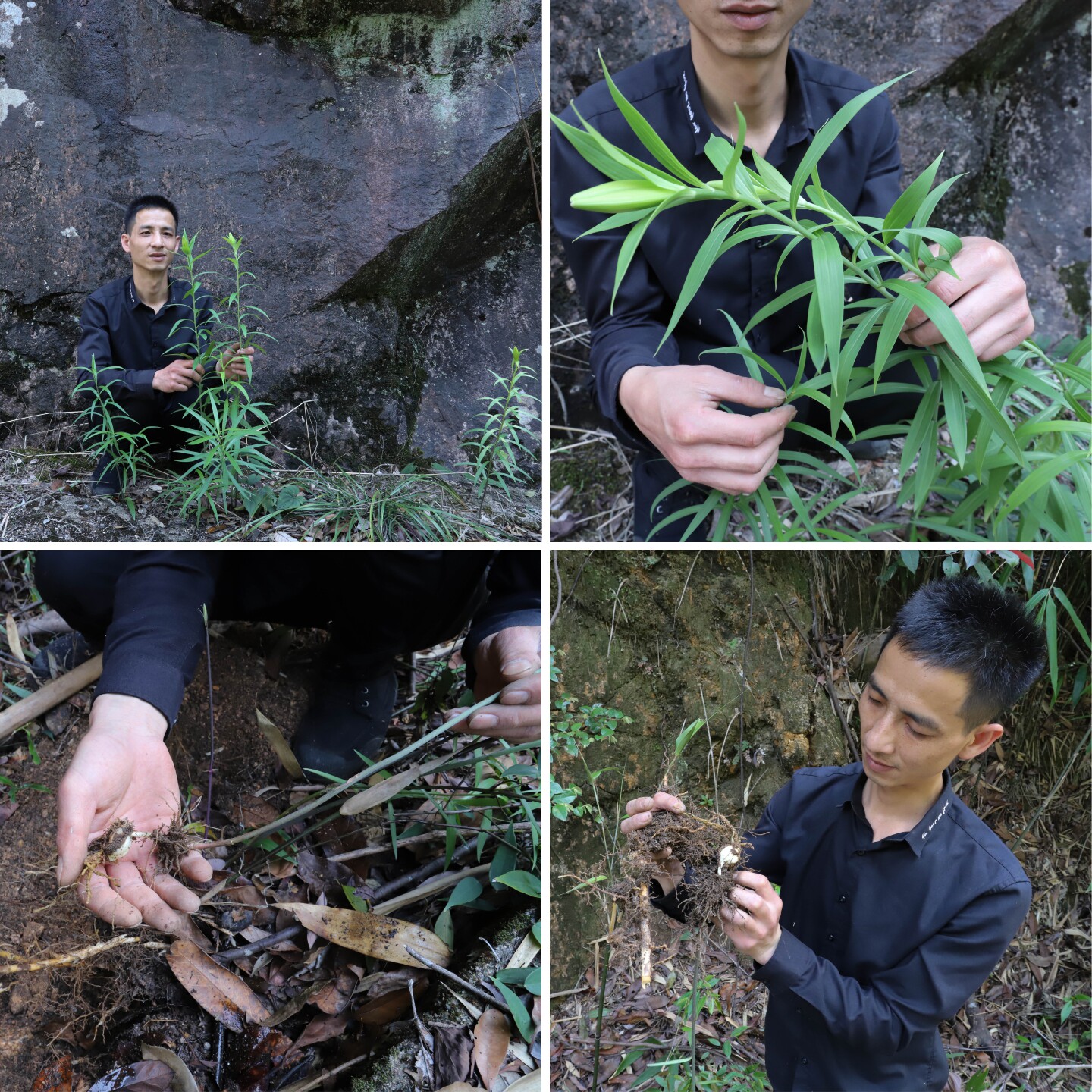 2025云南深山野百合干片为何成养生新宠？农家采挖无熏无硫晾晒有何特别？