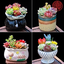 Kindergarten green plant good to feed potted decorations small ornaments plants indoor easy to live good to raise meat cute combination
