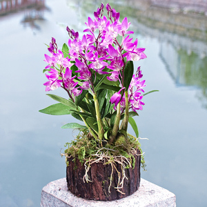 【好前景】正宗霍山铁皮石斛盆栽