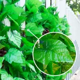 Симуляционный виноградный виноградный лист зеленый растение виноградный зеленый лист фальшивый цветочный цветочный цветок