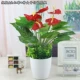 Mô phỏng hoa giả cỏ xanh cây anthurium hoa giả phòng khách trang trí cây xanh hạ cánh giả hoa chậu trồng cây cảnh - Hoa nhân tạo / Cây / Trái cây cây hoa anh đào giả