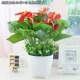 Mô phỏng hoa giả cỏ xanh cây anthurium hoa giả phòng khách trang trí cây xanh hạ cánh giả hoa chậu trồng cây cảnh - Hoa nhân tạo / Cây / Trái cây cây hoa anh đào giả