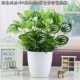 Mô phỏng cây xanh trồng củ cải xanh trồng trong nhà và ngoài trời trang trí nhựa nhỏ chậu hoa nhân tạo và cây giả củ cải xanh - Hoa nhân tạo / Cây / Trái cây chậu cây giả
