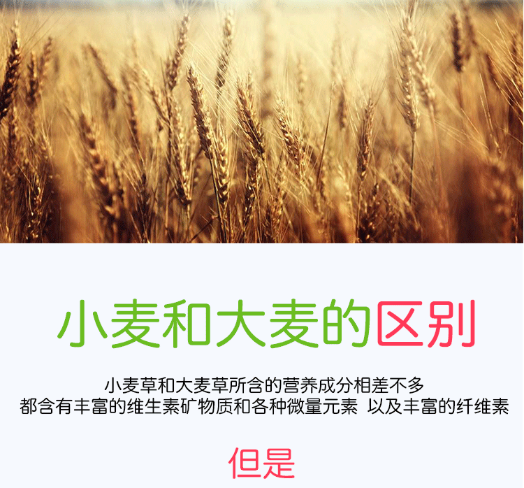 Mèo cỏ mèo ăn nhẹ mèo cỏ hạt giống mèo cỏ nồi đặt thức ăn để tóc bóng điều hòa dạ dày vật nuôi - Đồ ăn nhẹ cho mèo bánh mèo thần tài yaruna