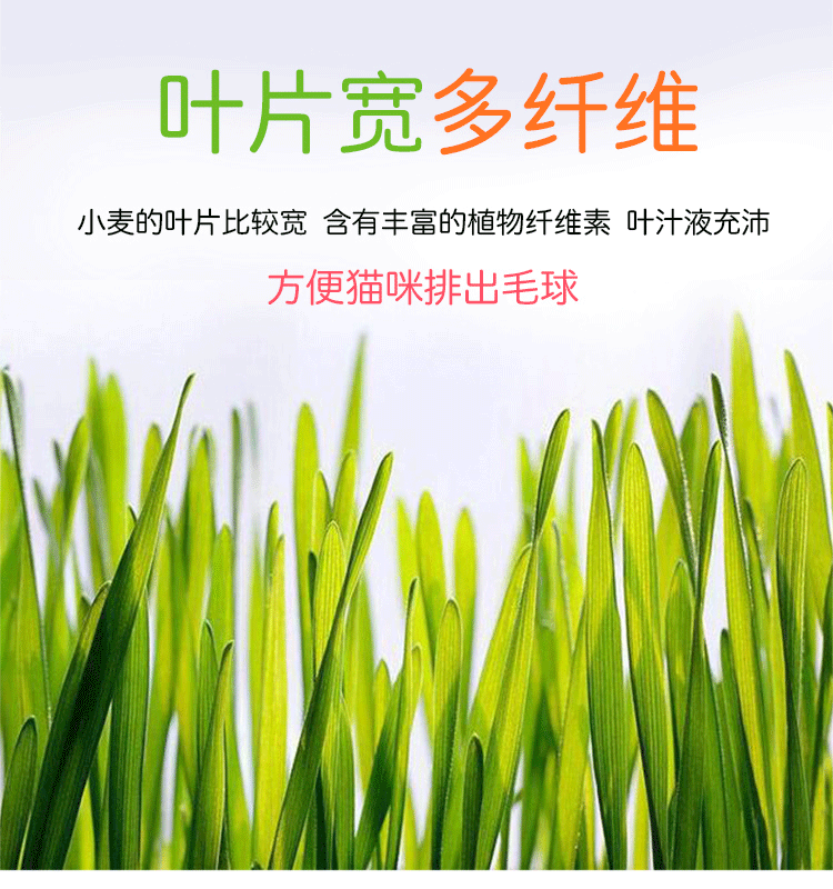Mèo cỏ mèo ăn nhẹ mèo cỏ hạt giống mèo cỏ nồi đặt thức ăn để tóc bóng điều hòa dạ dày vật nuôi - Đồ ăn nhẹ cho mèo bánh mèo thần tài yaruna