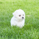Pamper the world curly Bichon Frize live small purebred pet dog white puppy male and female competition level