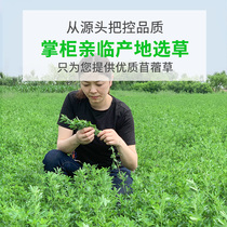Recommended seasonal alfalfa alfalfa young rabbit food fresh pasture hay rabbit guinea pig food