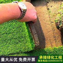 Turf Real lawn with dirt carpet Green grass planting Villa Garden Courtyard with soil greening Manila lawn