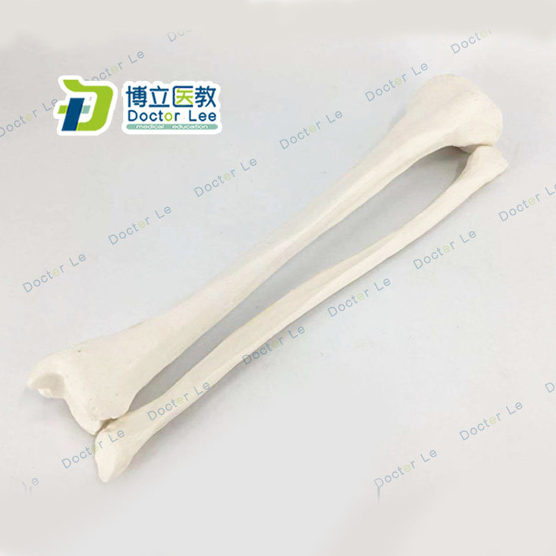 胫骨模型小腿骨医用教学器材腓骨模具骨科手术教学四肢骨散骨模型