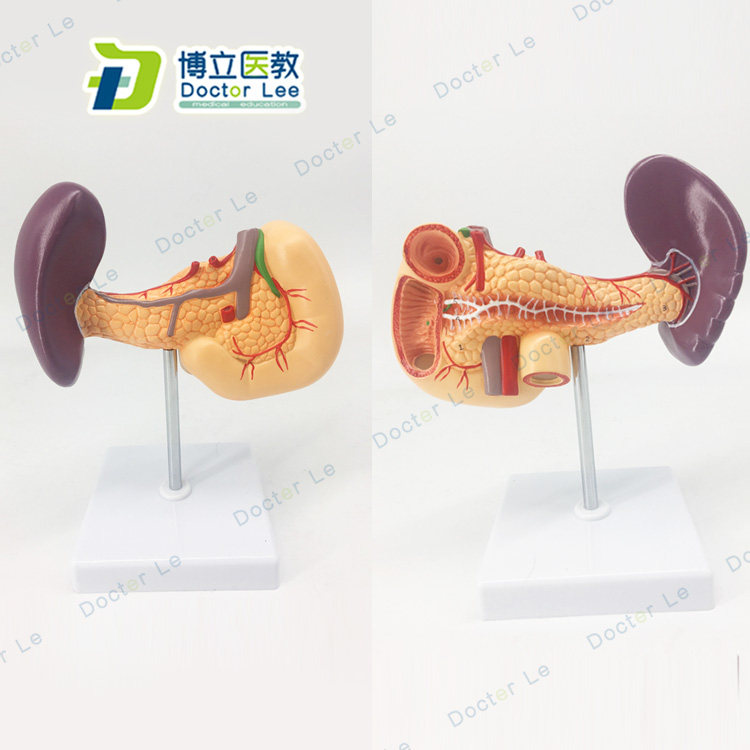 脾胰十二指肠模型 胰腺模型 脾脏模型 肝胆胰腺 消化科教学模型