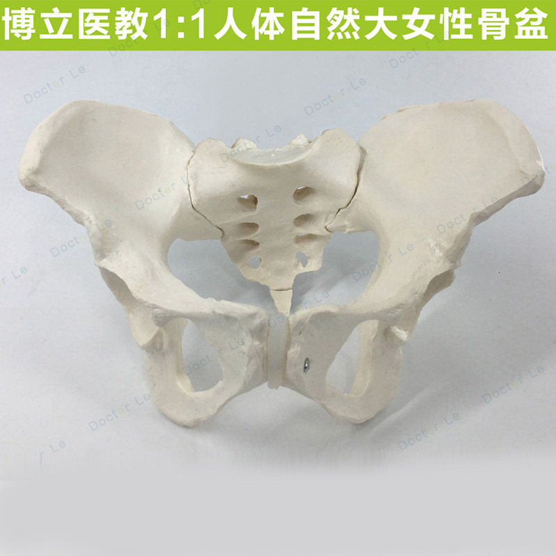 女性骨盆模型自然大骨盆关节骶骨耻骨结构造妇产科展示教学医学