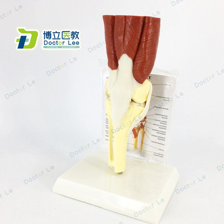 医用教学模型 人体膝关节肌肉模型 骨骼骨架模型