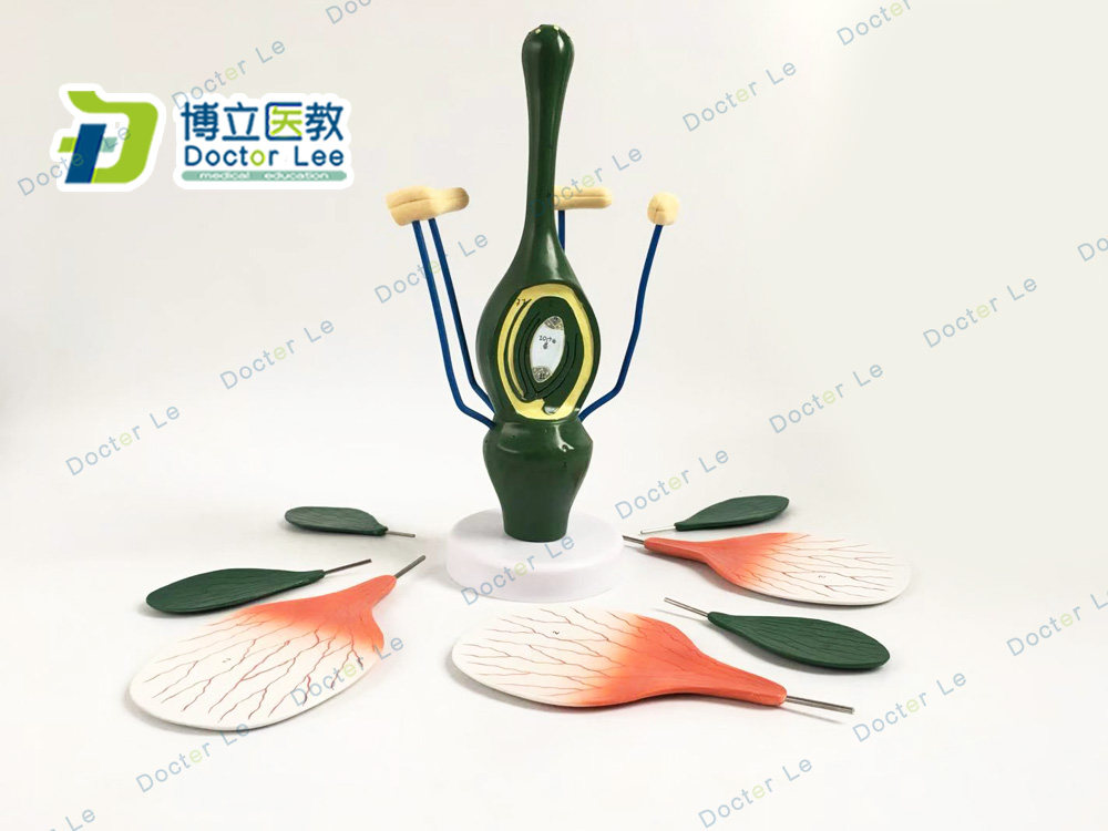教学桃花模型典型双子叶花构造模型小型桃花解剖标本生物植物
