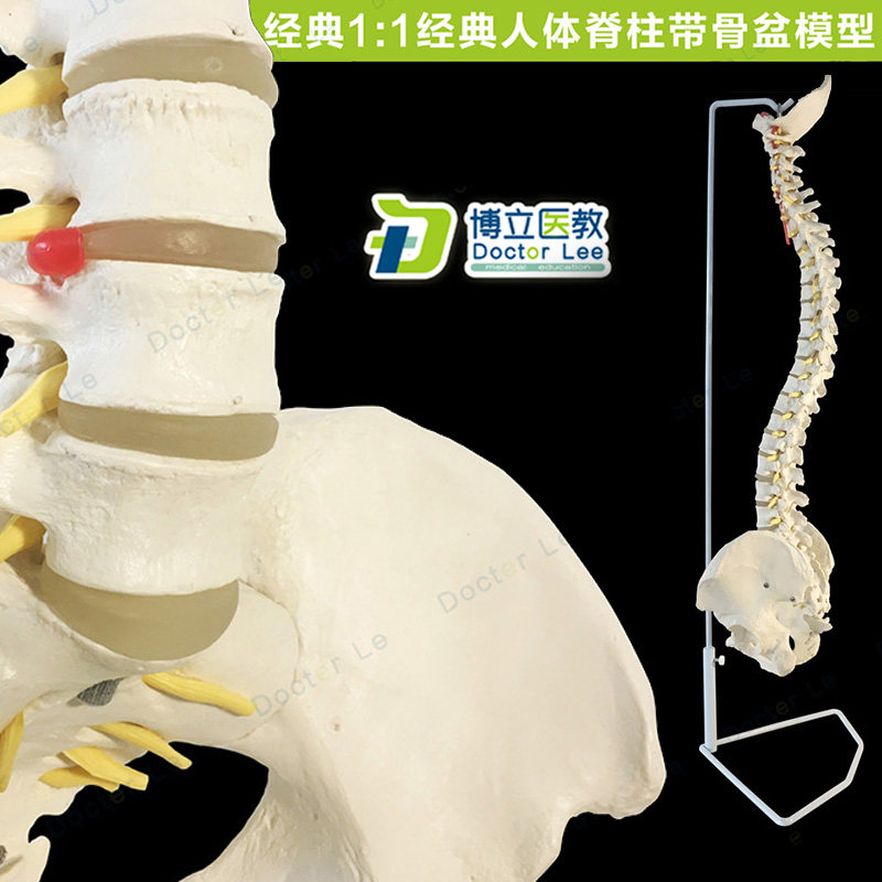 1:1人体脊柱模型 成人正骨骨科 带颈椎腰椎椎间盘 脊椎骨骼型模