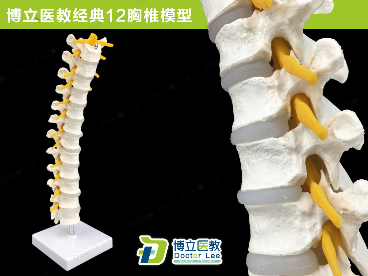 医学自然大1:1人体12胸椎模型脊椎腰椎颈椎胸椎正骨骨科骨骼模型