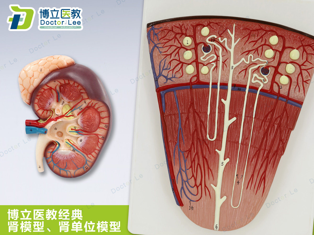 肾与肾单位模型 泌尿系统解剖结构模型 放大肾 医学肾脏用模型