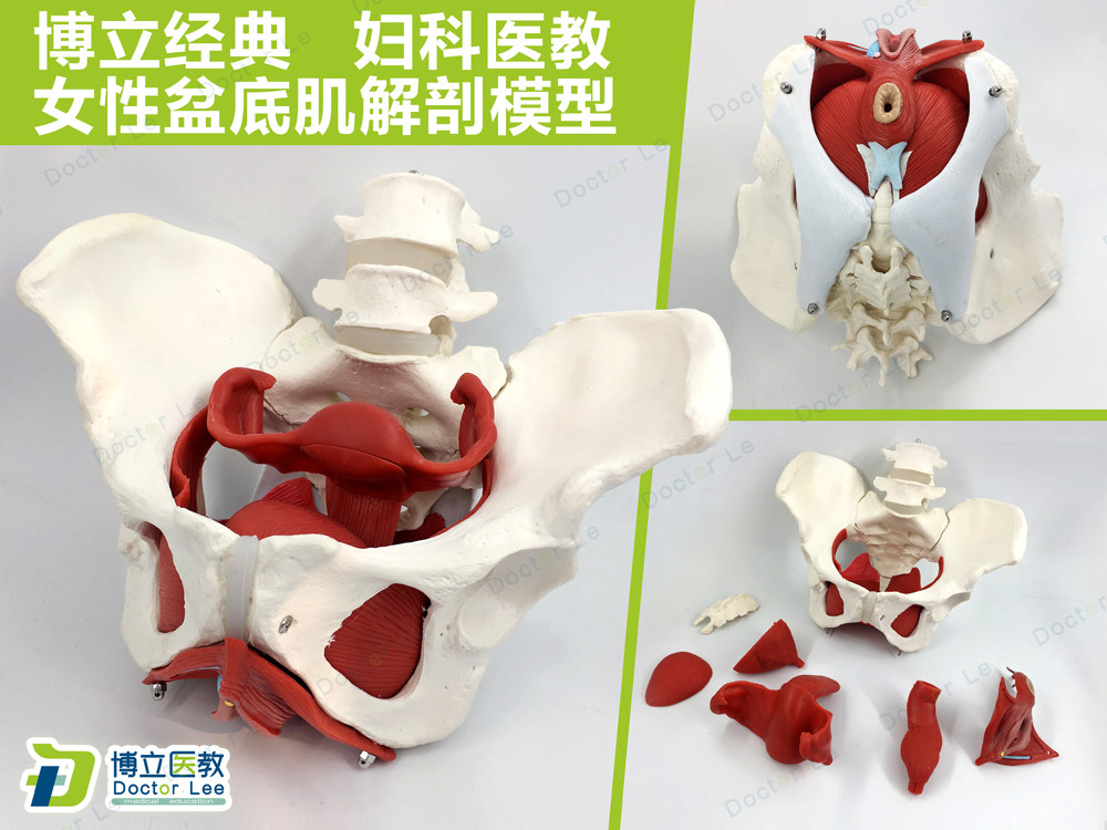 女性盆底肌教学模型助产分娩骨盆模型A589-3 Doctor Lee品牌