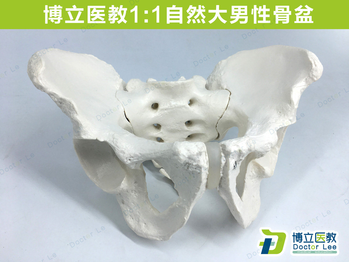 Doctor Lee成人骨盆示范模型 米白色静态医学教育教具A579