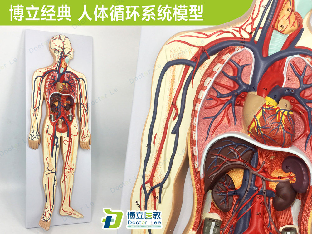 专业教学人体血液循环系统模型体肺循环心血管介入心脏解剖模型
