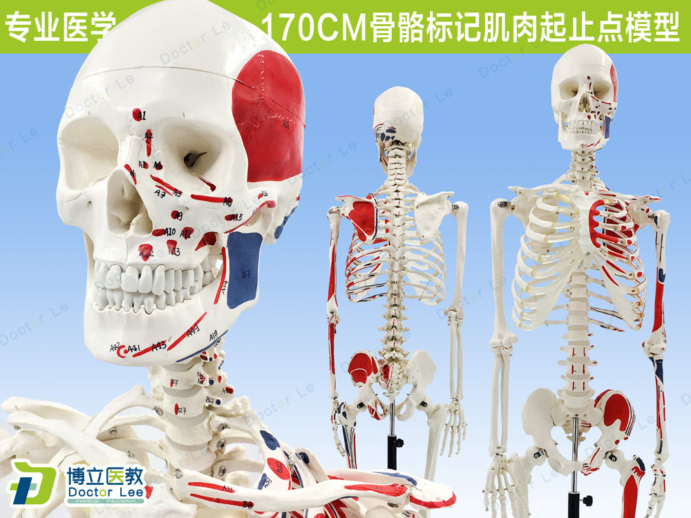 170CM人体骨骼彩色骨架附肌肉起止点着色模型 正骨健身房瑜伽教学