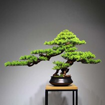 Simulation of new Chinese style welcome pine bonsai living room Hotel home entrance soft decorations Zen green plants light luxury ornaments
