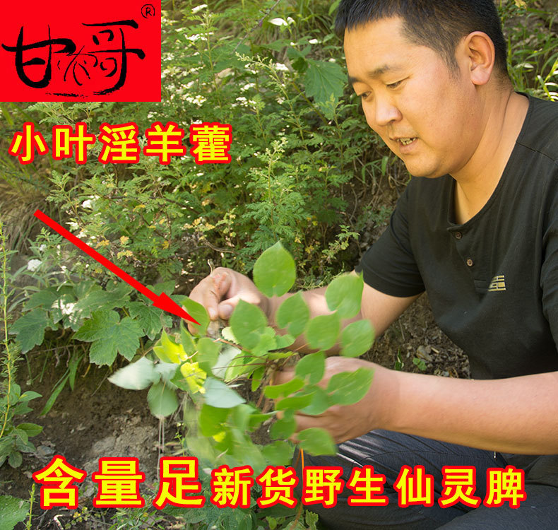 Chinese angelica Turbi Wort male nourishing wild Xianling spleen Gansu Chinese herbal medicine Herbal Tea Leaf Tea Tea Bubble Wine 100